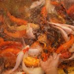 Fish Feeding