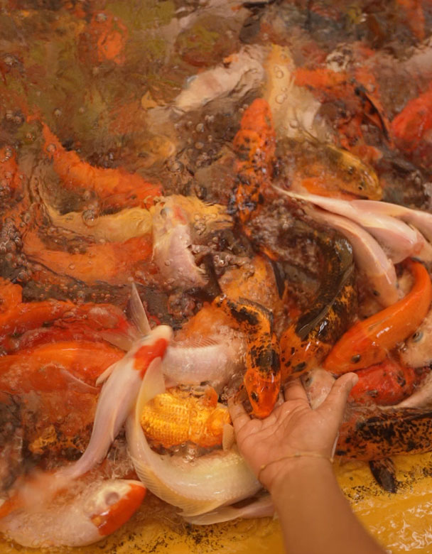 Fish Feeding