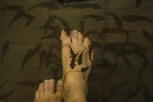 Fish Spa