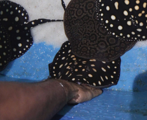 Touch Pool